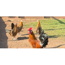 Gold Pencilled Friesian Fowl Breeding group