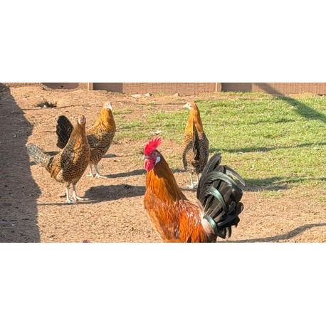 Gold Pencilled Friesian Fowl Breeding group