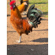 Gold Pencilled Friesian Fowl Breeding group