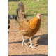 Gold Pencilled Friesian Fowl Breeding group