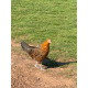 Gold Pencilled Friesian Fowl Breeding group