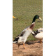 Trout Runner Drakes