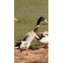 Trout Runner Drakes Collection from A & J Poultry