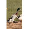 Trout Runner Drakes Collection from A & J Poultry