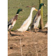 Trout Runner Drakes
