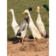 White Runner Drakes For collection only from A & J Poultry