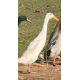 White Runner Drakes For collection only from A & J Poultry