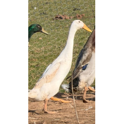 White Runner Drakes For collection only from A & J Poultry