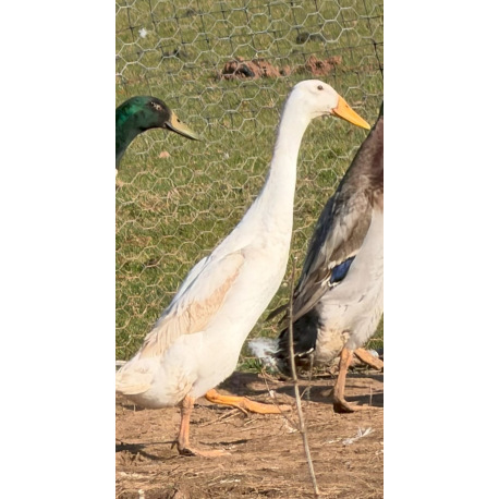White Runner Drakes For collection only from A & J Poultry