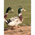 Silver Appleyard Drake for collection from A & J Poultry