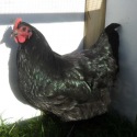 Black Australorp Pullet 