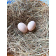 6 Exhibition Quality Buff Plymouth Rock Bantam Hatching Eggs from A&J Poultry