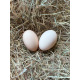 6 Exhibition Quality Blue Australorp Hatching Eggs from A&J Poultry
