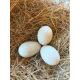 6 Exhibition Quality Silver Indian runner Hatching Eggs from A&J Poultry