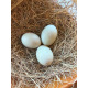 6 Exhibition Quality rare Buff Orpington Duck Hatching Eggs from A&J Poultry