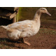 6 Exhibition Quality rare Buff Orpington Duck Hatching Eggs from A&J Poultry