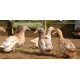 6 Exhibition Quality rare Buff Orpington Duck Hatching Eggs from A&J Poultry