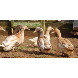 6 Exhibition Quality rare Buff Orpington Duck Hatching Eggs from A&J Poultry