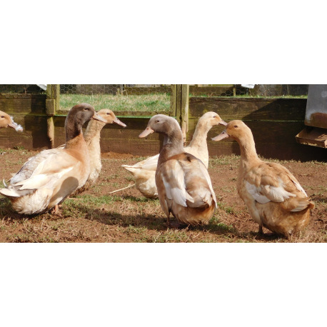 6 Exhibition Quality rare Buff Orpington Duck Hatching Eggs from A&J Poultry
