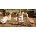 6 Exhibition Quality rare Buff Orpington Duck Hatching Eggs from A&J Poultry
