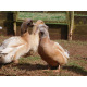 6 Exhibition Quality rare Buff Orpington Duck Hatching Eggs from A&J Poultry