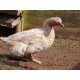 6 Exhibition Quality rare Buff Orpington Duck Hatching Eggs from A&J Poultry
