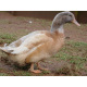 6 Exhibition Quality rare Buff Orpington Duck Hatching Eggs from A&J Poultry