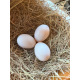 6 Exhibition Quality Silver Swedish Hatching Eggs from A&J Poultry