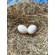 6 Exhibition Quality White Pekin bantam Hatching Eggs from A&J Poultry