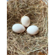6 Exhibition Quality Quail Barbu d'anvers Bantam Hatching Eggs from A&J Poultry
