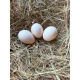 3 Exhibition Quality Chamois Polish Bantam Hatching Eggs from A&J Poultry