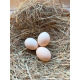 6 Exhibition Quality Selection box of Pekin Bantam Hatching Eggs from A&J Poultry