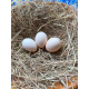 6 Mixed Colour Oxford Old English Game Large Fowl Hatching Eggs from A&J Poultry