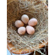 6 Guinea Fowl Eggs