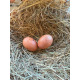 6 Exhibition Quality Selection Box of Pure Breed Bantam Hatching Eggs from A&J Poultry