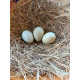 6 Exhibition Quality Selection Box of Pure Breed Bantam Hatching Eggs from A&J Poultry