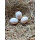6 Ginger Oxford Old English Game Bantam Hatching Eggs from A&J Poultry