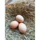 6 Exhibition Quality Selection Box of large Fowl Pure Breed Hatching Eggs from A&J Poultry