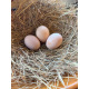 6 Exhibition Quality Selection Box of large Fowl Pure Breed Hatching Eggs from A&J Poultry