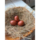 6 Exhibition Quality Selection Box of large Fowl Pure Breed Hatching Eggs from A&J Poultry
