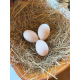 6 Exhibition Quality Selection Box of Pure Breed Duck Hatching EggsA&J Poultry