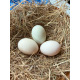 6 Exhibition Quality Selection Box of Pure Breed Duck Hatching EggsA&J Poultry