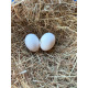 6 Exhibition Quality Orange Pencilled Friesian Fowl from A&J Poultry