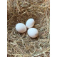 6 Exhibition Quality Millefleur Barbu D'anvers from A&J Poultry