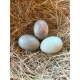 6 Exhibition Cayuga Duck Hatching Eggs from A&J Poultry