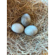 6 Exhibition Quality Black East Indian Duck Hatching Eggs A&J Poultry