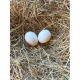 3 Exhibition Quality Porcelian Barbu D'Anvers Bantam Hatching Eggs A&J Poultry