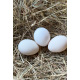 6 Exhibition Quality Black & Blue Pekin Bantam Hatching Eggs from A&J Poultry