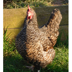 Six Exhibition Quality Cuckoo Maran Hatching Eggs