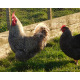 Six Exhibition Quality Cuckoo Maran Hatching Eggs